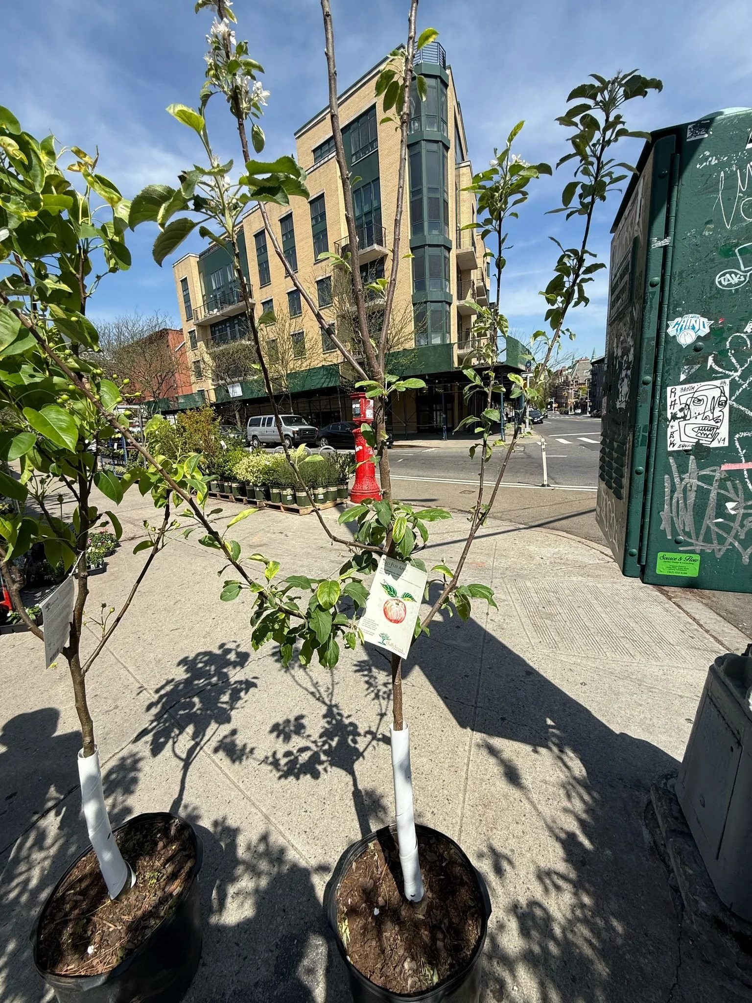 Outdoor Plants, Trees & Flowers | Natty Garden